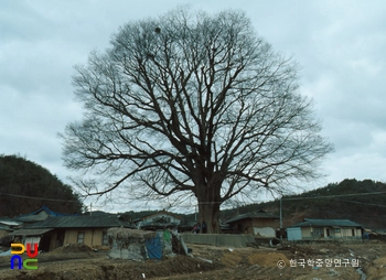 안동 사신리 느티나무