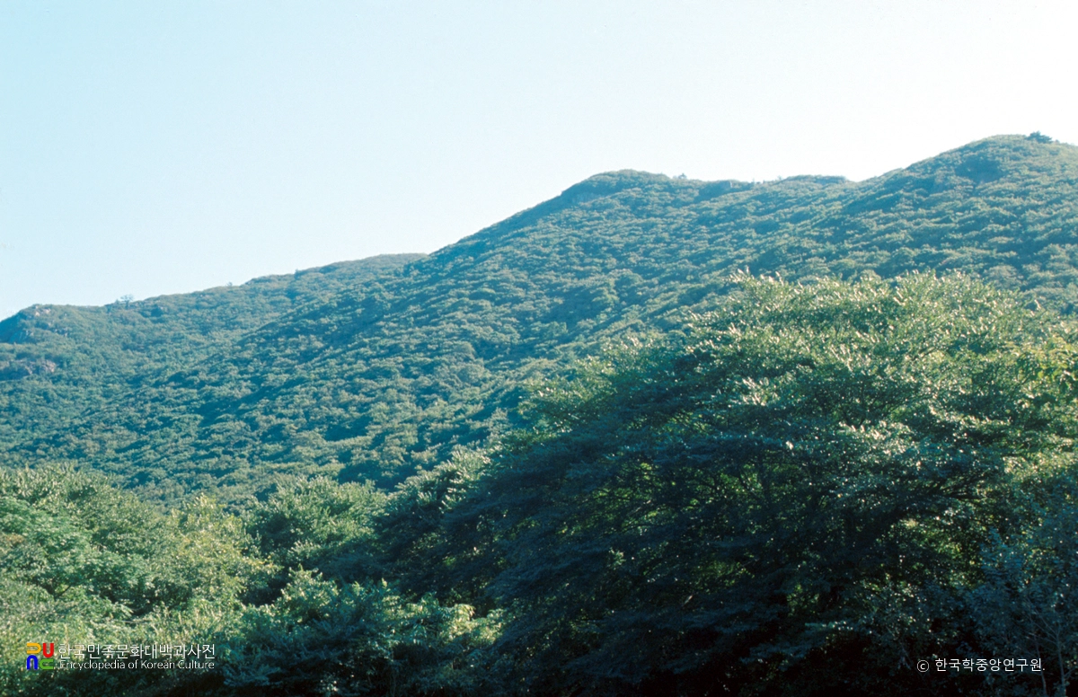 진도 쌍계사 상록수림