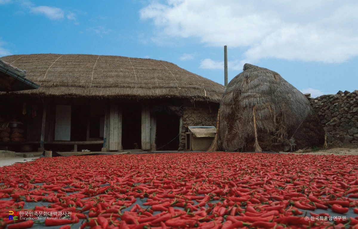 고추 말리는 모습 / 도초도