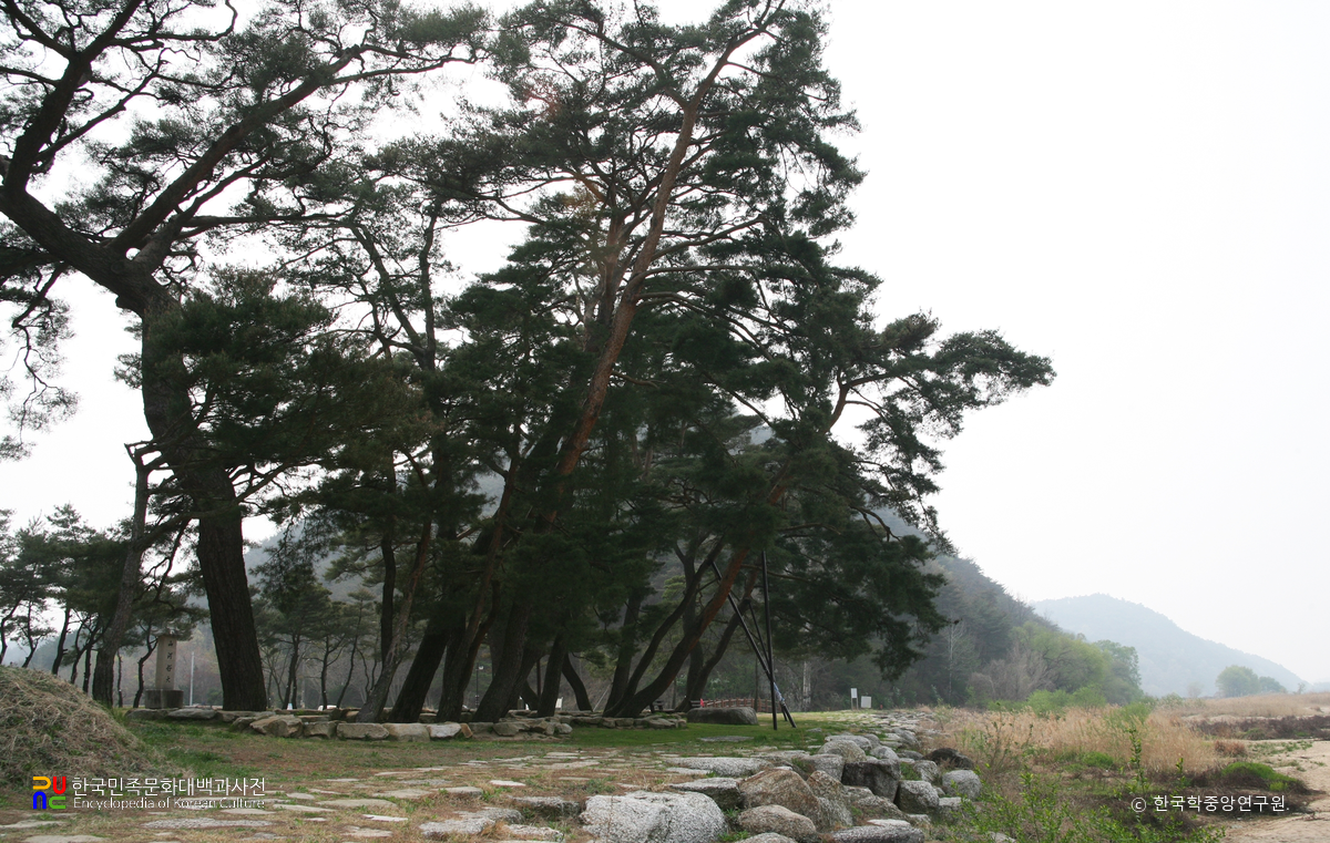 예천 선몽대 일원 전경