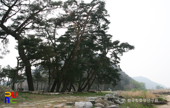 예천 선몽대 일원 전경