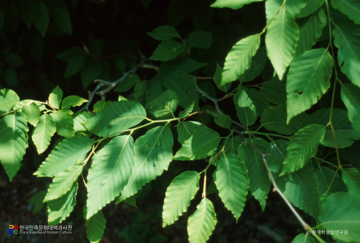 울릉 태하동 솔송나무·섬잣나무·너도밤나무 군락