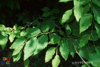 울릉 태하동 솔송나무·섬잣나무·너도밤나무 군락