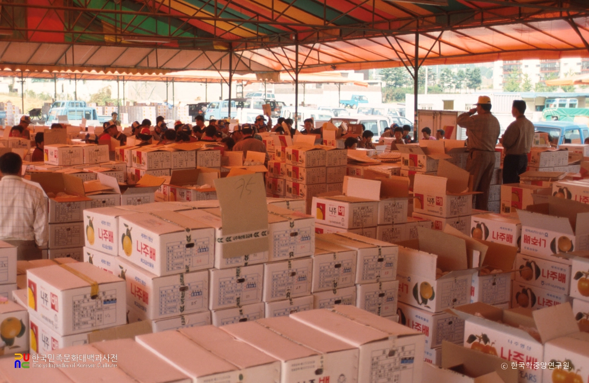 나주배 경매장