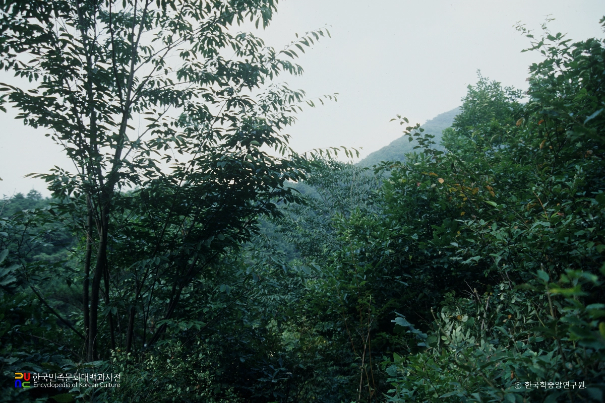 괴산 사담리 망개나무 자생지