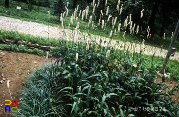 범꼬리