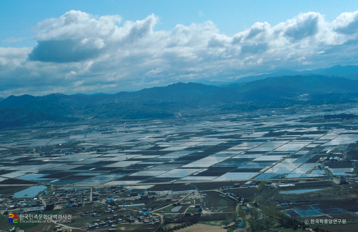 철원평야