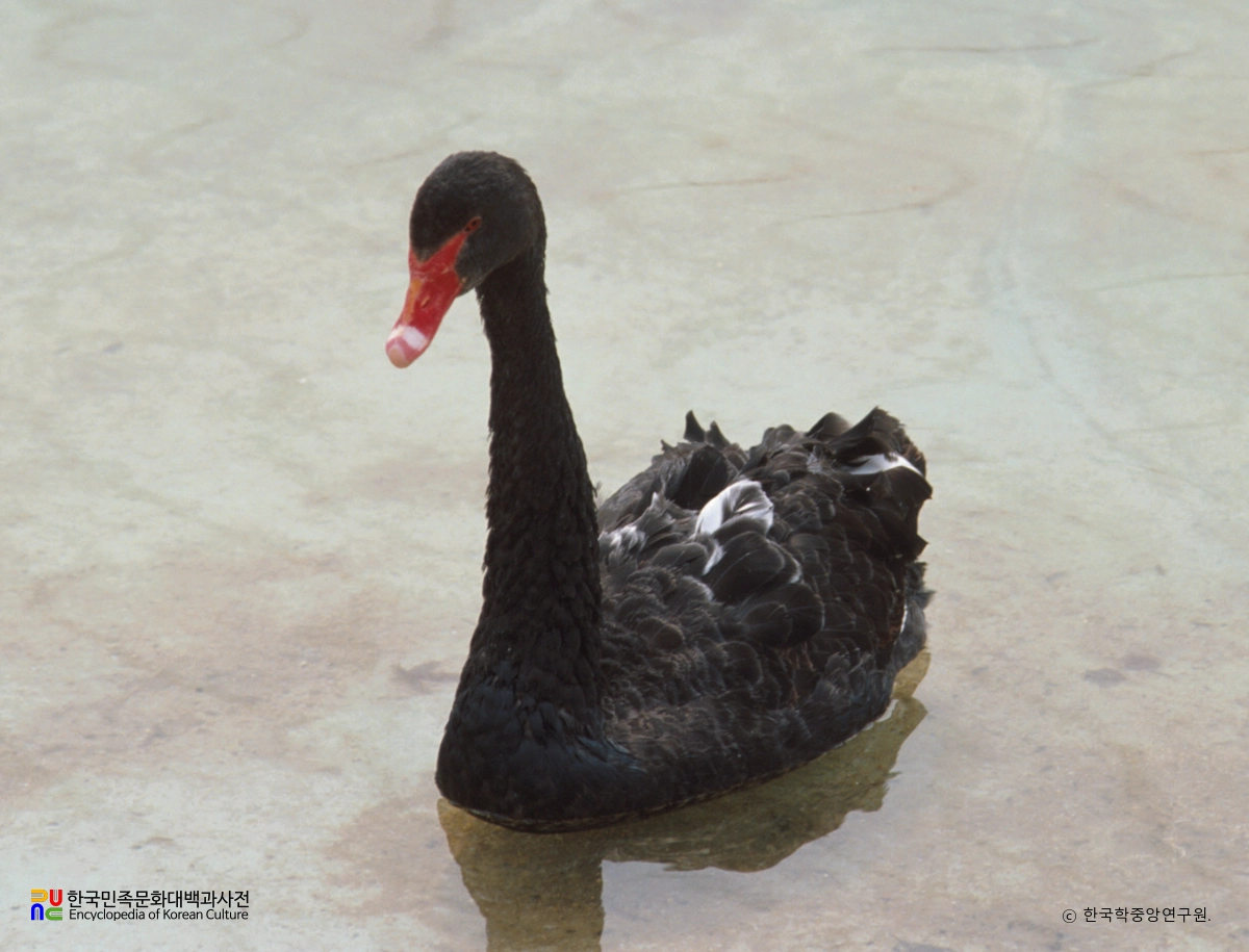 백조(고니·큰고니·혹고니)