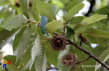 울진 수산리 굴참나무