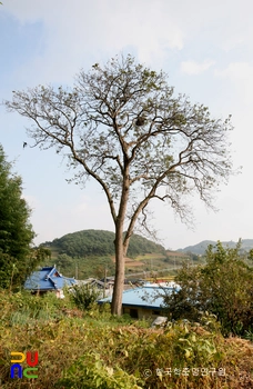 정읍 두월리 청실배나무