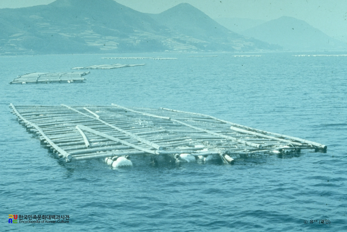굴 양식 / 수하식 뗏목 시설