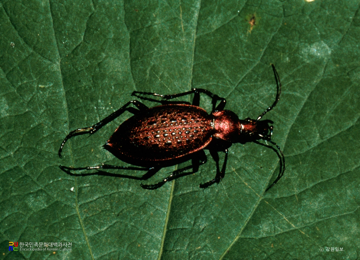 딱정벌레