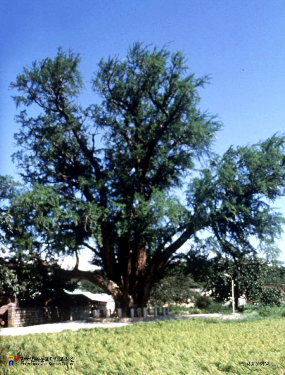 강릉 장덕리 은행나무