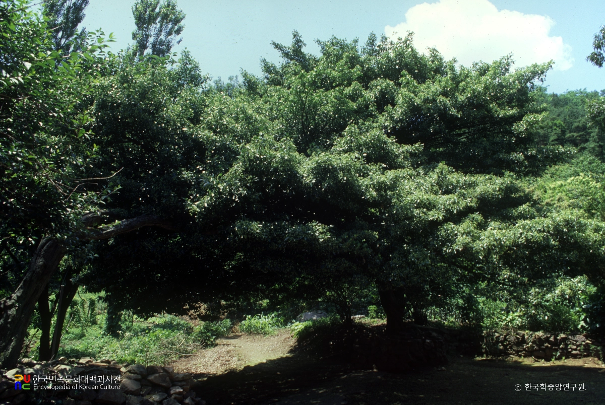 화성 홍법사 사철나무