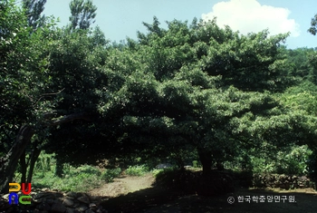 화성 홍법사 사철아르네 슬롯
