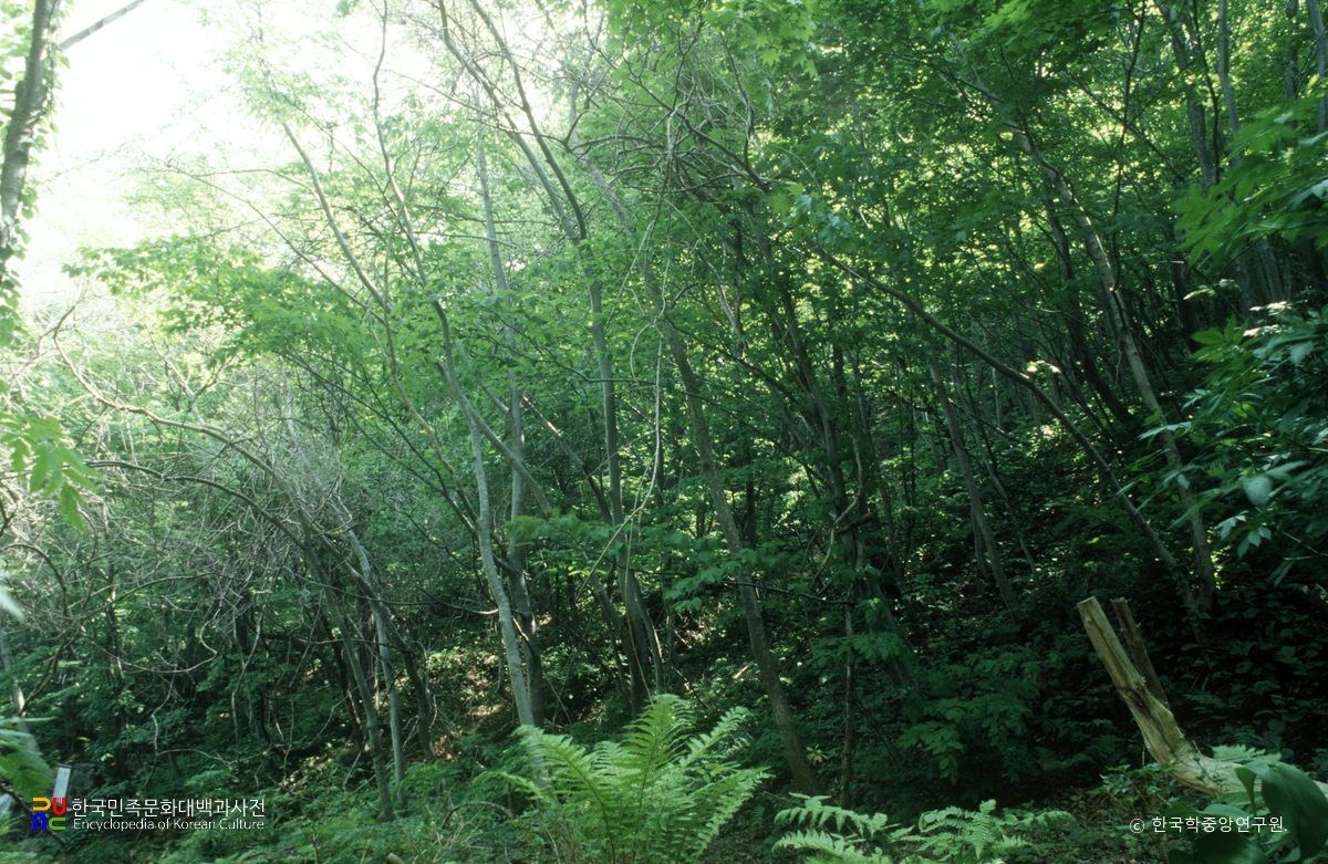 울릉 성인봉 원시림