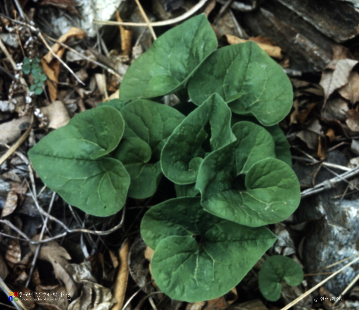 세신(족두리풀)