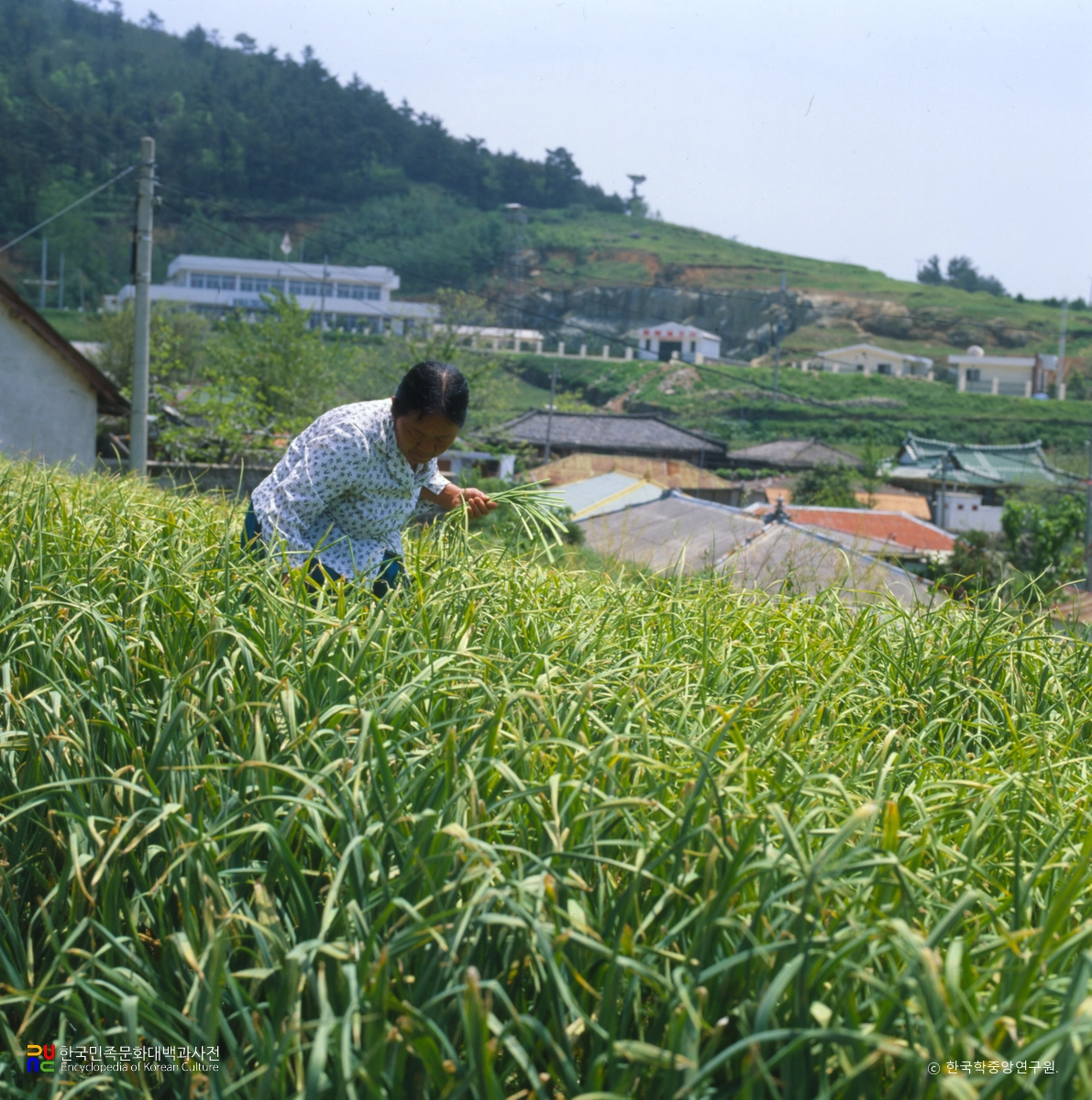 마늘종 따는 모습