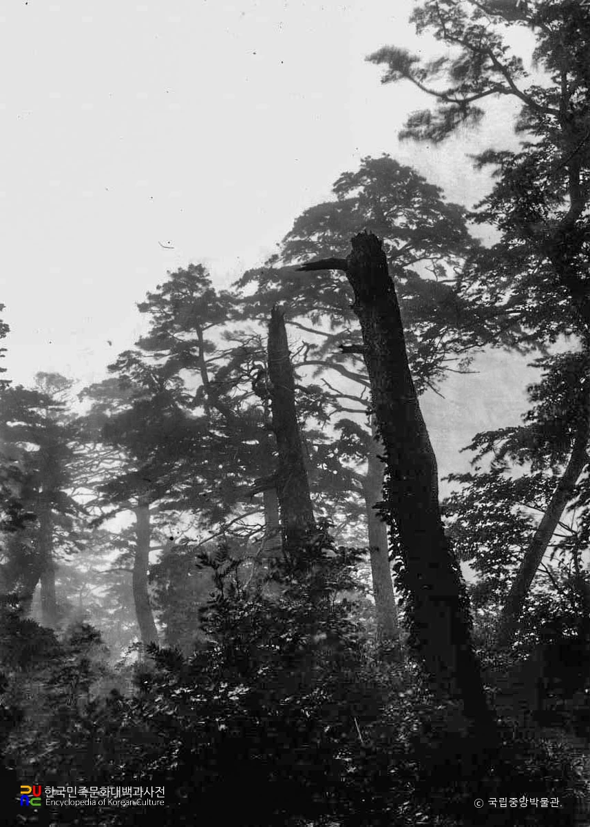 태하동의 솔송나무, 섬잣나무 및 너도밤나무 군락의 솔송나무 임상[표고 300m 부근]