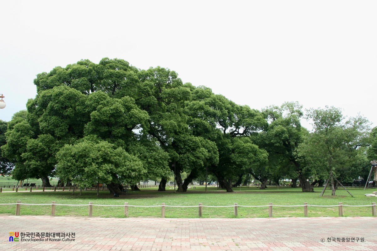 성주 경산리 성밖숲