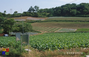 부여 금강사지 전경