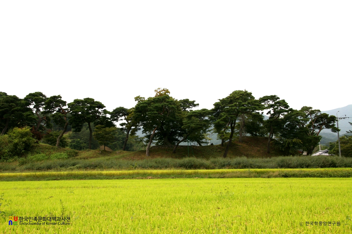 함양 개평리 소나무 군락지