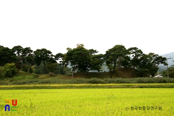 함양 개평리 소나무 군락지