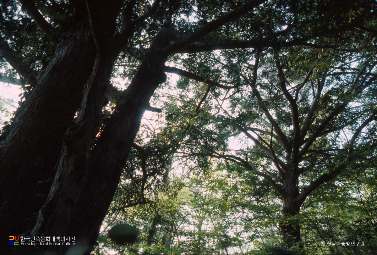 해남 녹우단 비자나무 숲