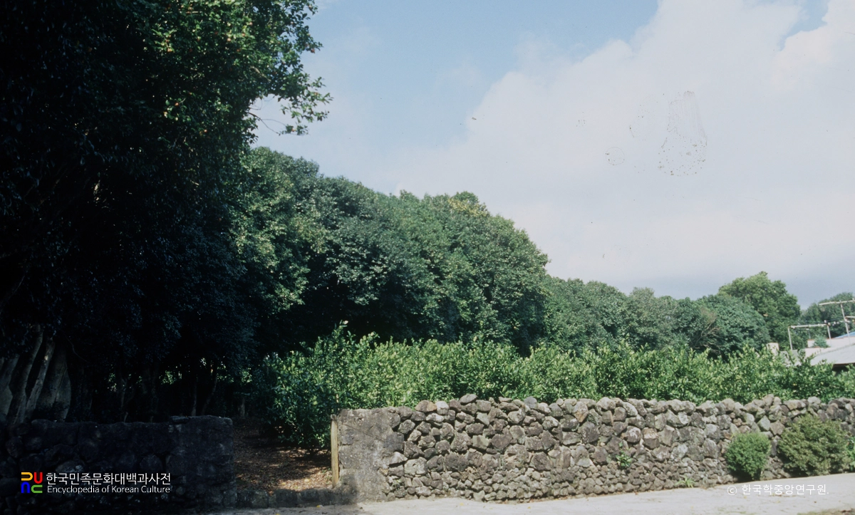 위미 동백나무 군락