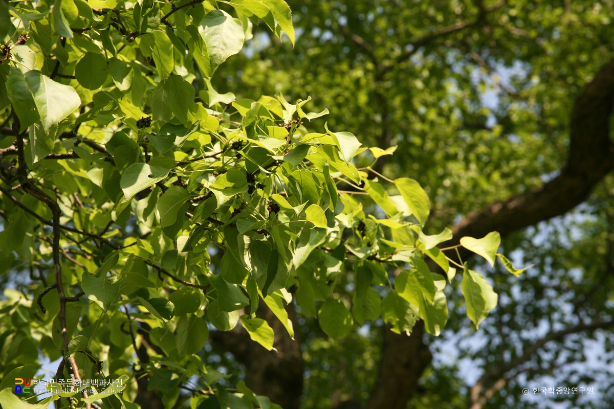 영양 무창리 산돌배 부분