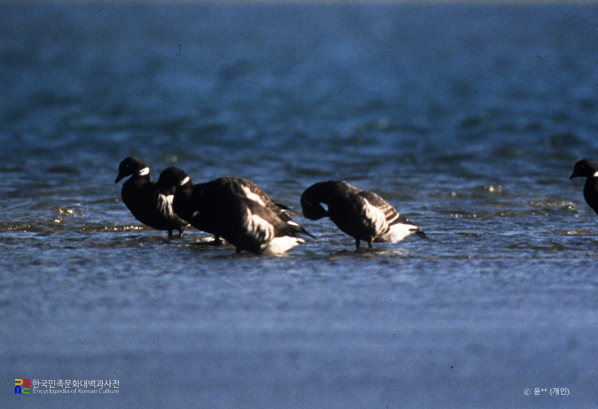기러기류 중 흑기러기