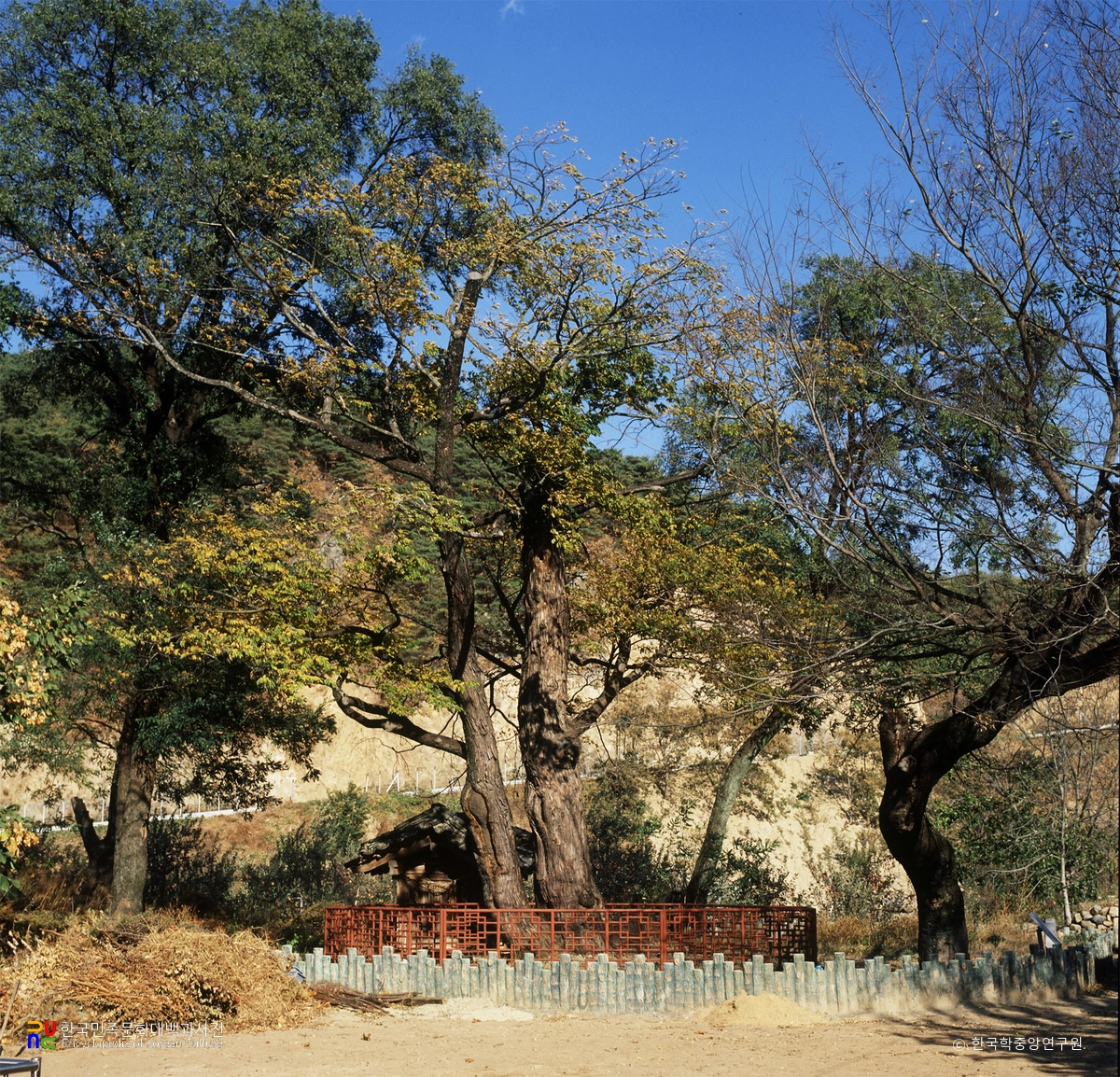 안동 송사동 소태나무