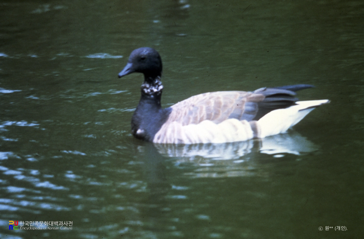 기러기류중 흑기러기