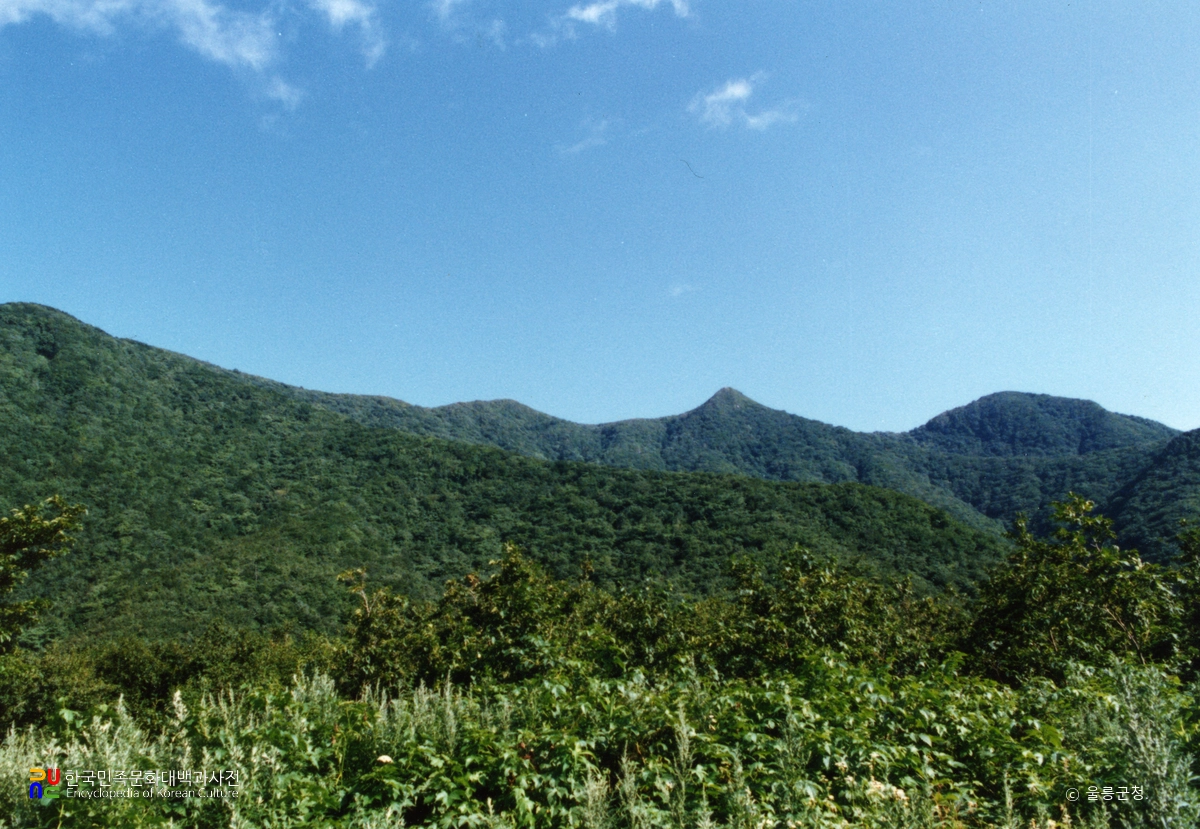 울릉 성인봉 원시림