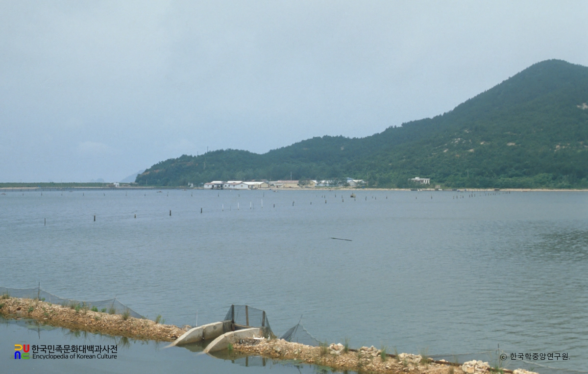 태안 새우 양식장
