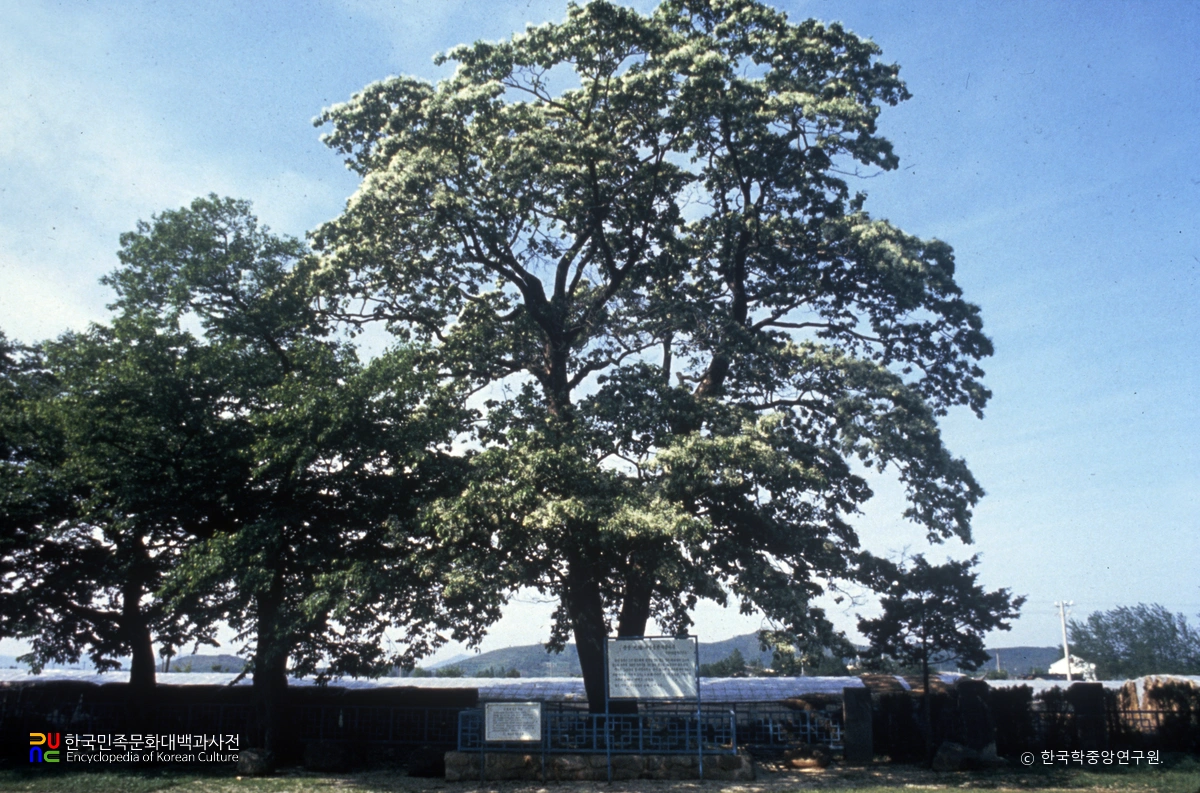 광양읍수와 이팝나무