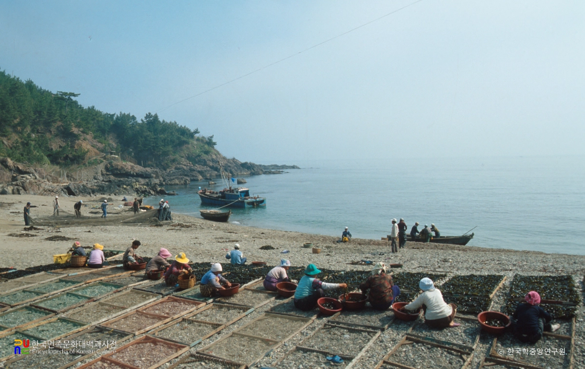 고포미역 / 말리기