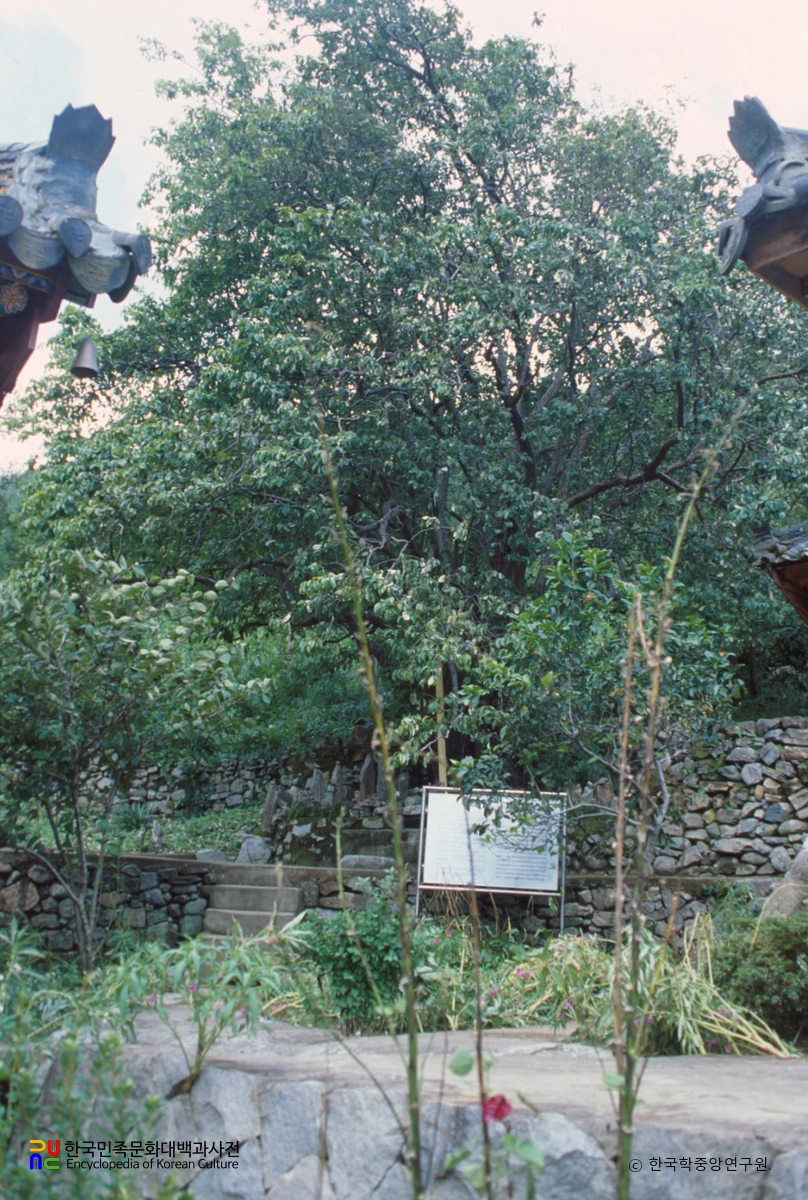 인곡리 모과나무