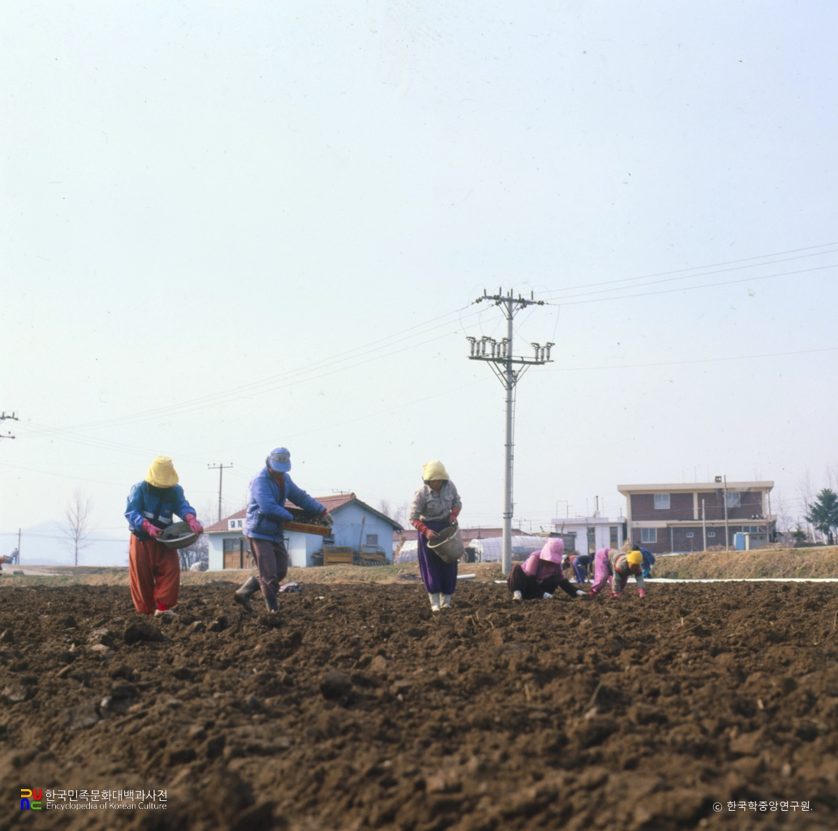 감자 심는 모습