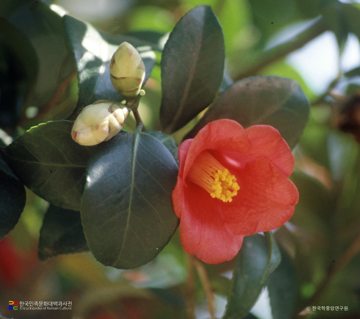 동백꽃