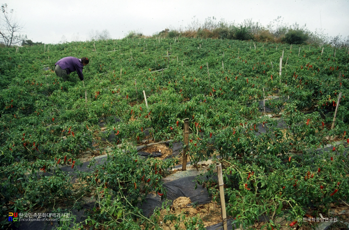 고추밭