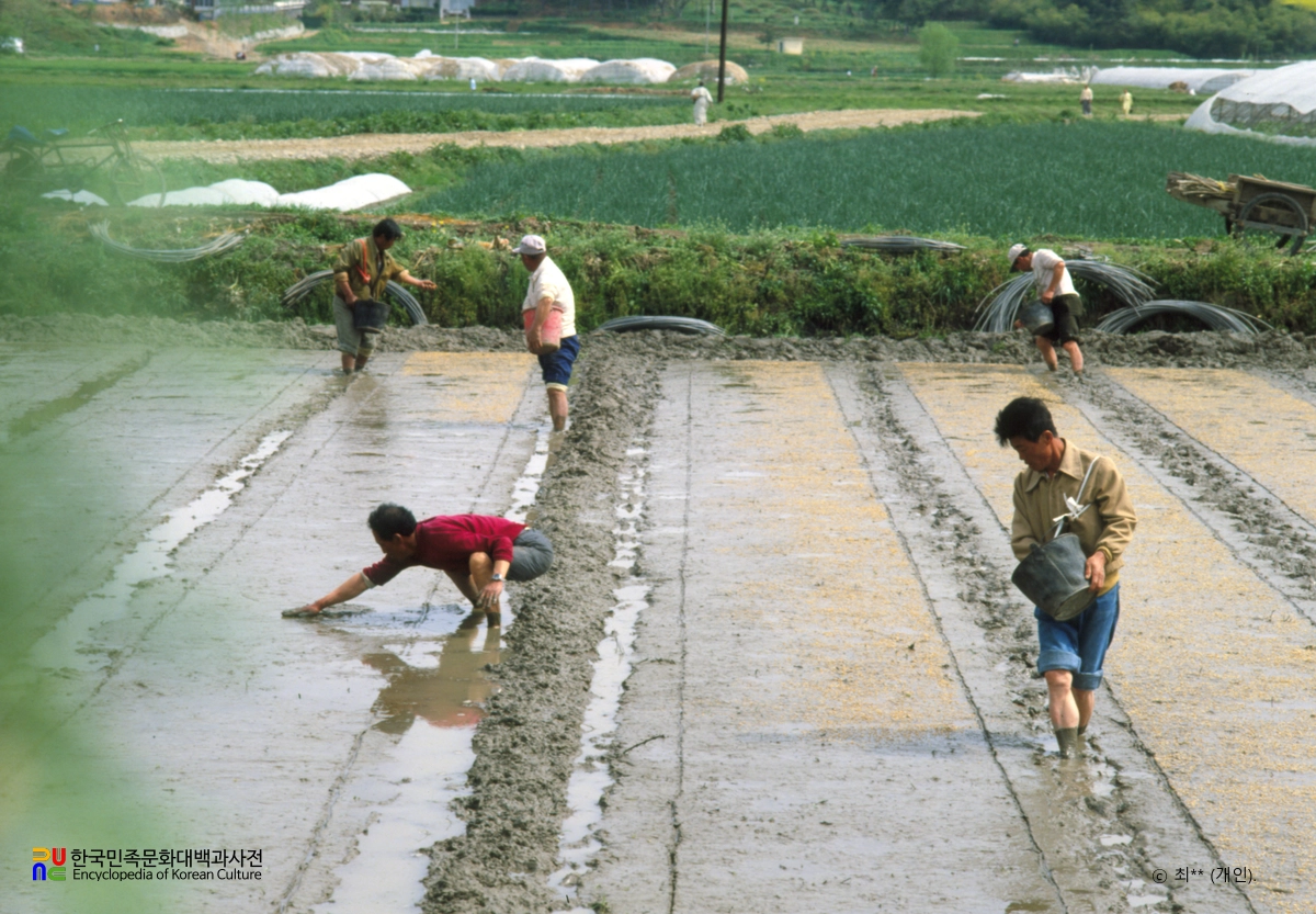 볍씨 뿌리기