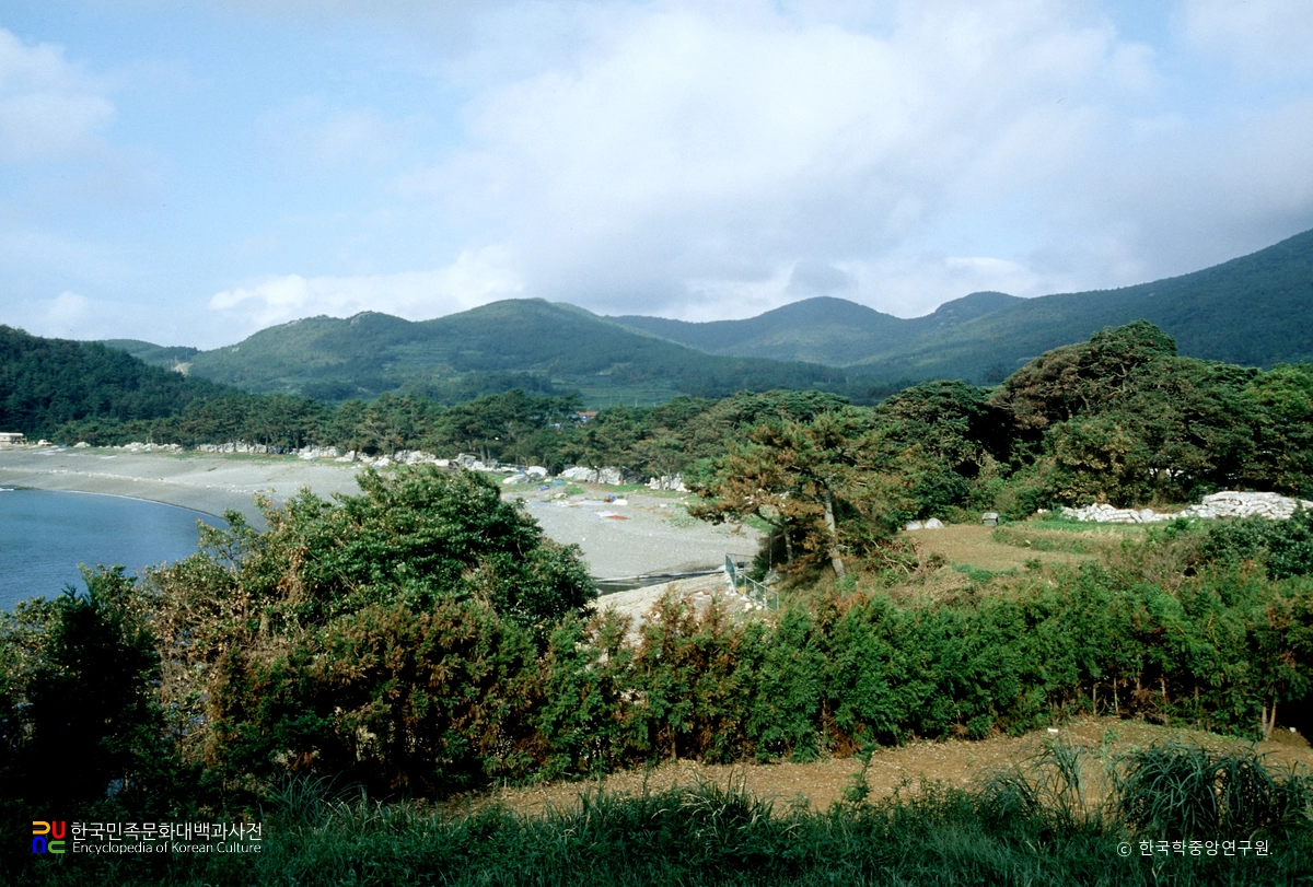 완도 미라리 상록수림