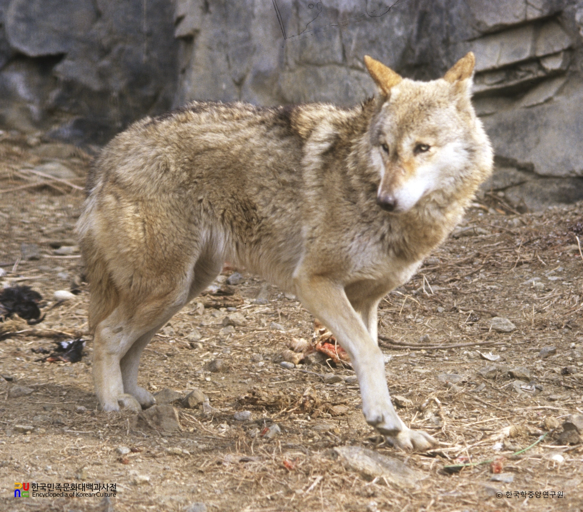 멸종위기 야생동식물