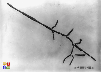 부여 군수리사지 철제품