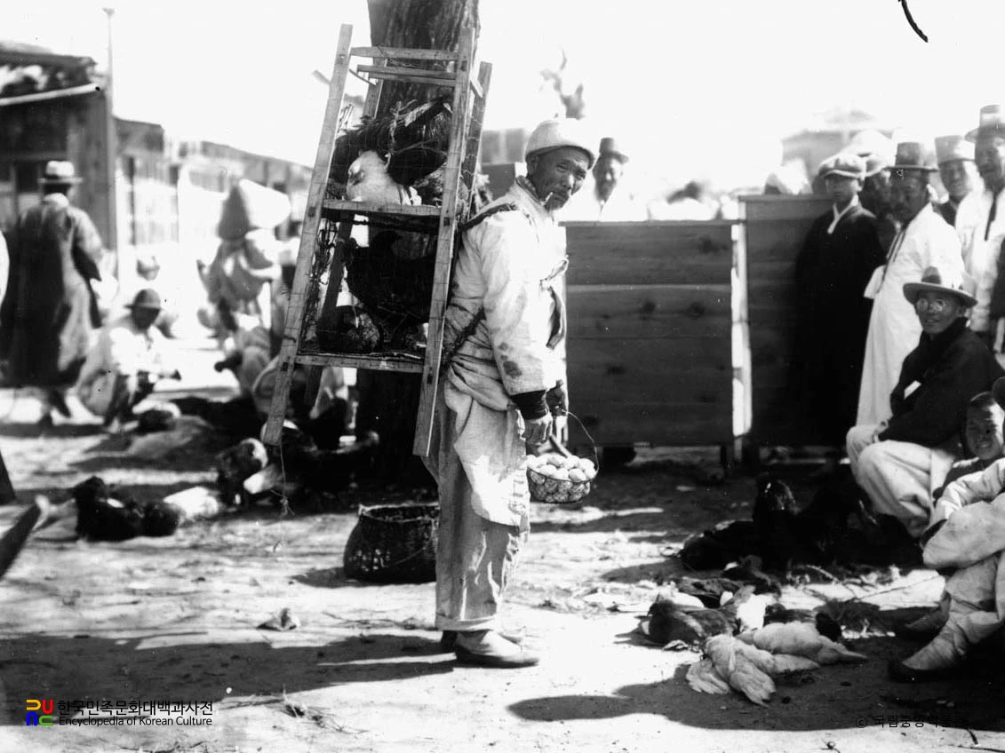 강원 강릉 장날 닭 행상