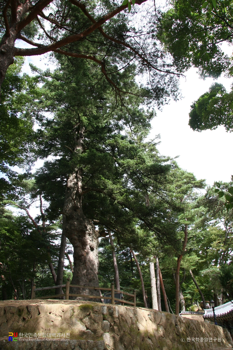 합천 해인사 학사대 전나무