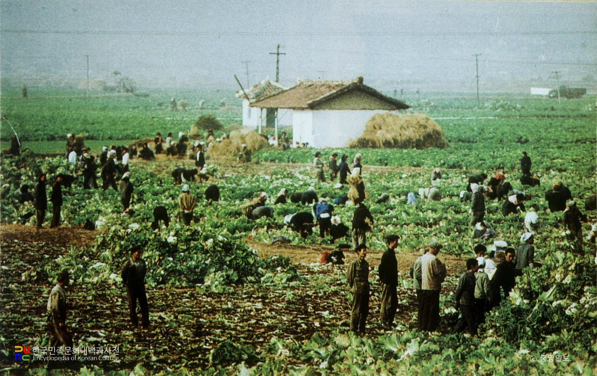 집단농장에서 배추 수확하는 모습 / 북한