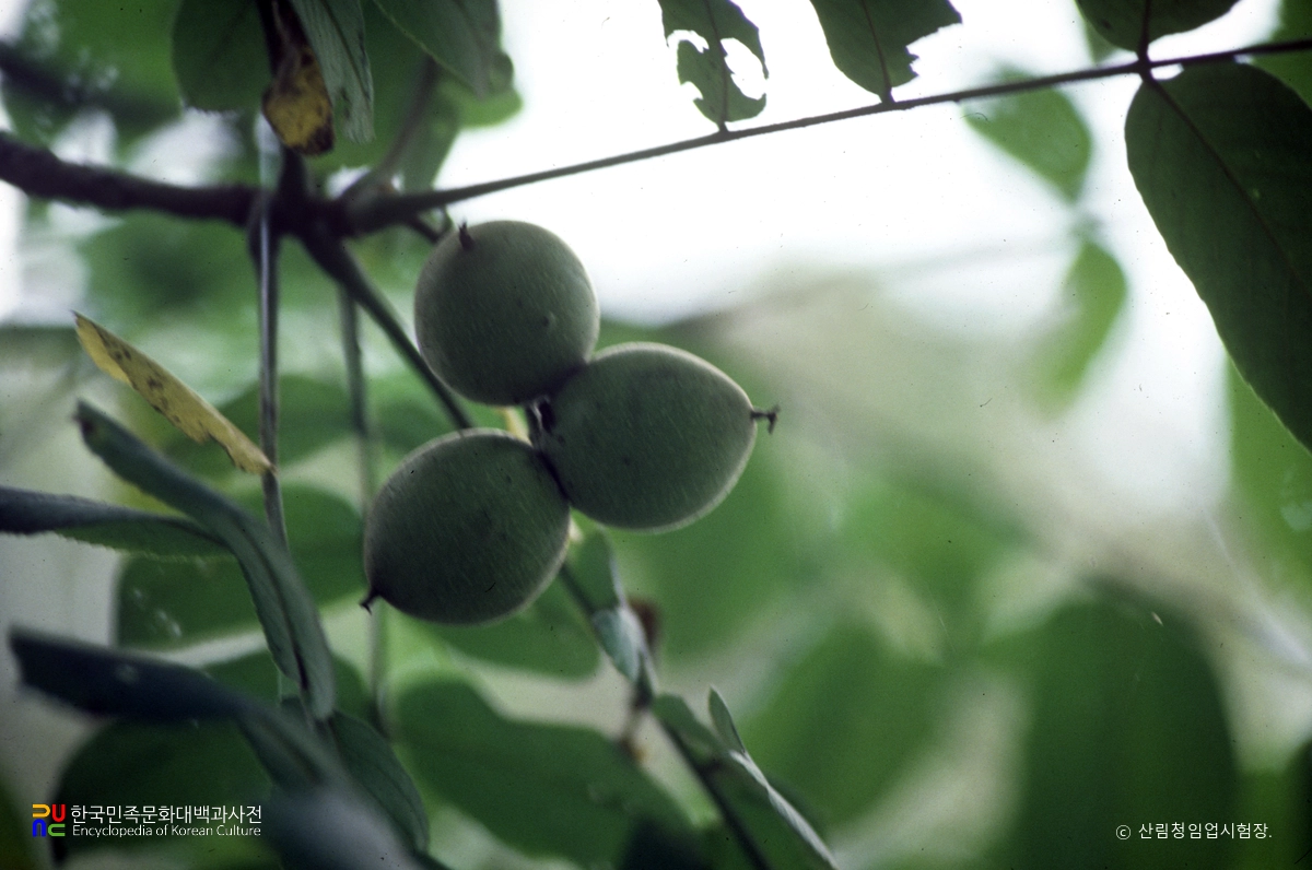 가래나무의 열매