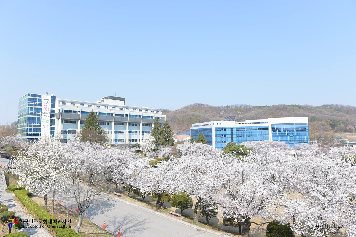 순천향대학교 봄 벚꽃풍경